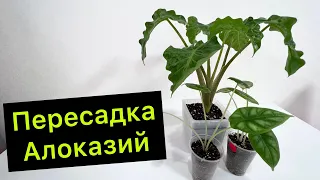 Начинается сезон пересадок! 🔆 Пересадка Алоказий