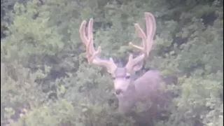 2022 Utah Archery Mule Deer Hunt Day 2