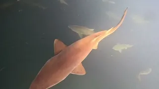 Large group of Sand Tiger Sharks off the coast of North Carolina 8/25/2023