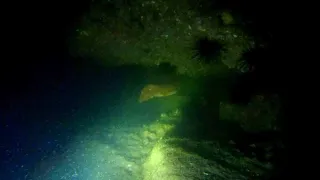 Night Dive at Camp Cove