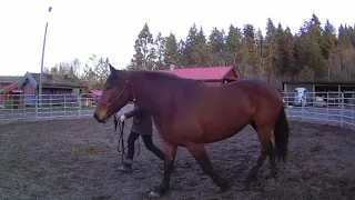 Hest i trening: Embla - Nydelig hest til salgs! Groundwork, bygge tillit og forberede til ridning