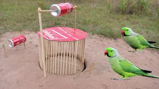 Build Underground Parrot Trap Using Cage Tool With Can_ Easy Bird Trap Working 100%