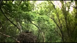 Universum Dokumentation "Wildnis am Strom - Nationalpark Donau-Auen"