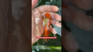 How to treat a sick goldfish