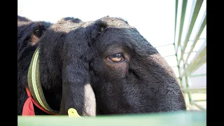 Салмағы 200 келіден асатын қошқар🐏 қайда бар?