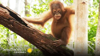 These Orphan Orangutans Are Learning to Build Nests 🌳 Orangutan Jungle School | Smithsonian Channel