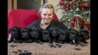 Skye Terrier (Skajteriér) -  štěňata prezentace