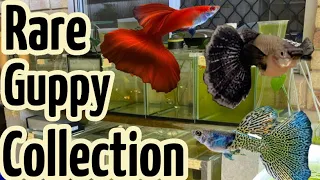 Rare Guppy Collection | FULL TOUR!!!