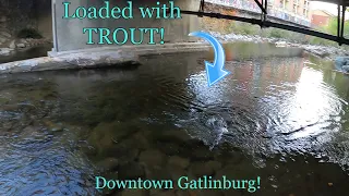 HUGE Trout Under THIS BRIDGE in Gatlinburg, TN!!! (Last Day 2023)