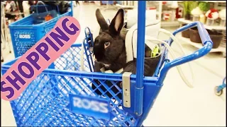 Rabbit Goes Shopping!!