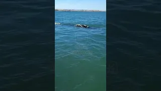 Ballenas sorprenden a tripulantes de un velero en la costa de Quequén