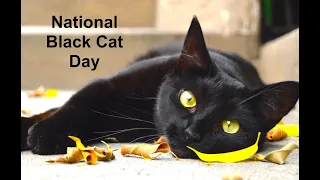 NATIONAL BLACK CAT DAY - BLACK CAT CELEBRATION! The best Halloween cat is a real one.