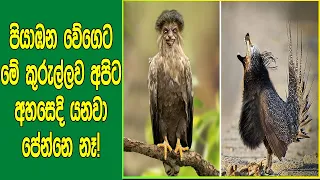 පියාඹන වේගෙට අපිට අහසෙදි පේන්නෙවත් නැති වේගවත්ම කුරුල්ලා ගැන දන්නවද? | FASTEST Birds in the World