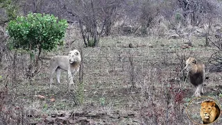 UPDATE - Casper The White Lion Is OK AND Together With All His Brothers