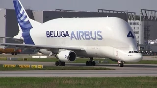 Airbus A300B4-608ST 'Beluga 4' ► Takeoff ✈ Hamburg Finkenwerder Airport