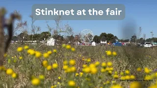 Weed pull targets stinknet plants at Pima County Fairgrounds