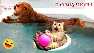 ПРИКОЛЫ С КОТАМИ! с озвучкой! Самые смешные животные! Смешные коты и собаками!