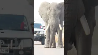 Elephant Bull out of control in musth #shorts #fyp #elephantvideos