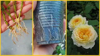 Adaptation of rooted cuttings of roses after transplantation. It is very important to save everyone!