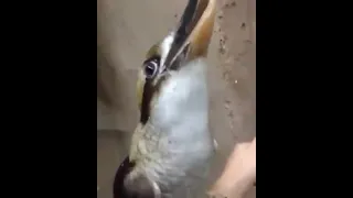 Bass bird full