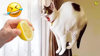 Funniest Cats and Dogs 😺🐶 Funny Animals 2023 😍 #314