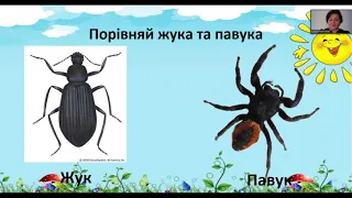 Я досліджую світ.1 клас. Досліджуємо комах ( за підр. І. Большакової, М. Пристінської)