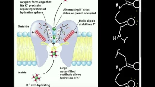 Ion Channel Selectivity: K+ Channel