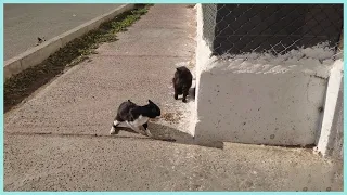 Greedy cat want all food and doesn't want to share with other cats.