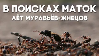 В ПОИСКАХ МАТОК: ЛЁТ МУРАВЬЁВ-ЖНЕЦОВ Messor structor! Ищем муравьиных королев мессоров! ЛЁТ 2020!