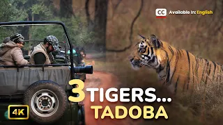 Day 1 Tadoba Moharli Gate, Tiger sighting bablis cubs, Tadoba National Park S2 ताडोबा जंगल सफारी