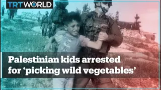 Israeli soldiers arrest Palestinian kids for 'picking wild vegetables'