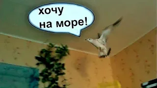 Чайка Чуи хочет на море