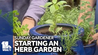 Sunday Gardener: Tips on planting and growing herbs