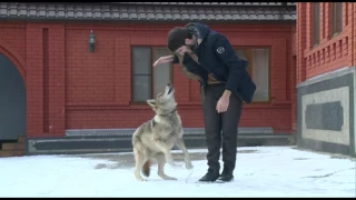 Chechen played with the wolf as a cat !!! SHOCK, CHECHEN AND WOLF !!!