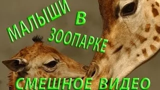 Funny Animals | Малыши в зоопарке | Kids im ZOO