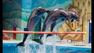 Дельфинарий в Турции - Анталия / Dolphinarium in Turkey - Antalya