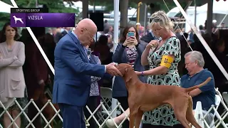 Vizslas | Breed Judging 2022