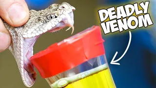 Snake Venom Vs Human Blood!