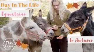 Day In The Life of an Equestrian in Autumn | Donkey Grooming and Pony Pumpkins | This Esme