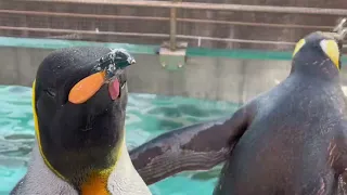 キングペンギンのくちばし【登別マリンパークニクス】