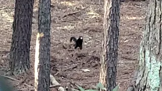 Black squirrel