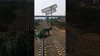 Live poor donkey with his cart hit with the fastest Train near Faisalabad