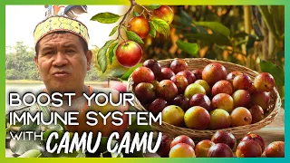 CAMU CAMU: The Amazon's RESTORATIVE SUPERFRUIT | AMARUMAYU Community