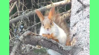 Белка хочет познакомиться? Squirrel wants to meet? Lo scoiattolo vuole incontrarci?