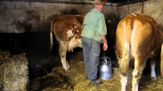 Dorfleben - die letzte Milchkuh