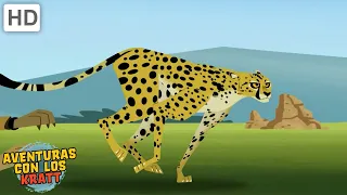 Grandes gatos | Leones, guepardos, leopardos + más [episodios completos] Aventuras con los Kratt