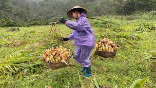 Harvest corn for pigs to eat | bvkfarm