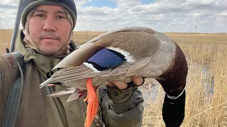 ОХОТА НА УТКУ, тысячи 🦆, охота в Казахстане, в Егинсу, в Жетысу, как стрелять утку, селезня
