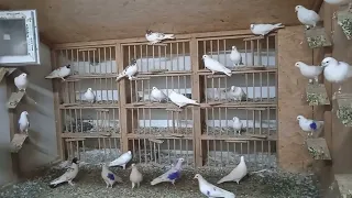 Як правильно вибрати, хороших голубів