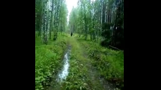 Female bear attacks / Медведица атакует